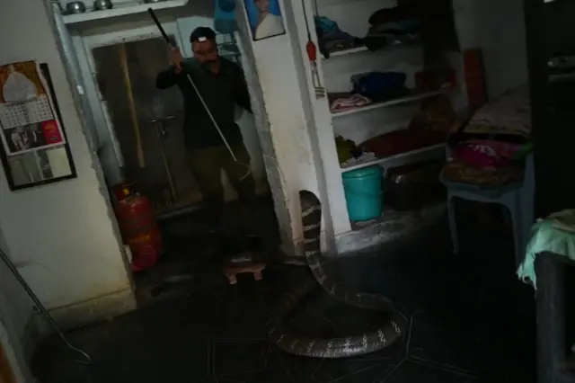 కింగ్ కోబ్రా