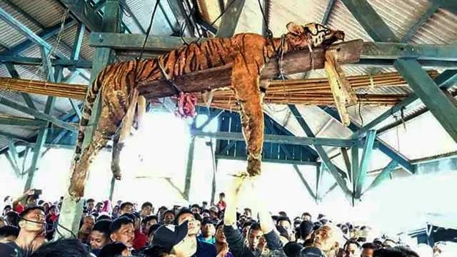 Harimau di Desa Bangkelang Kec. Batang Natal Kab. Mandailing Natal, Sumatera Utara.