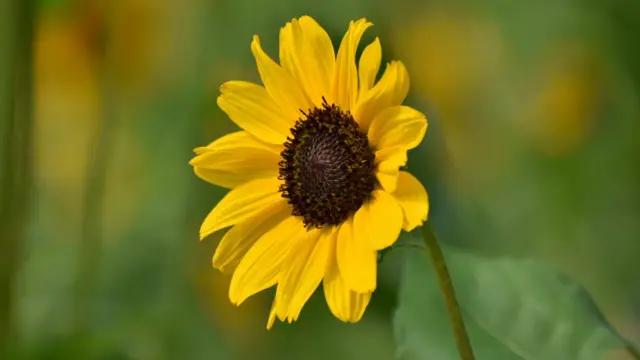 அருள் முருகன்