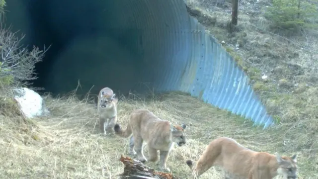 建造有助野生動物的基礎設施有助於減少近親繁殖,而且比劃分土地作為自然保護區更有效