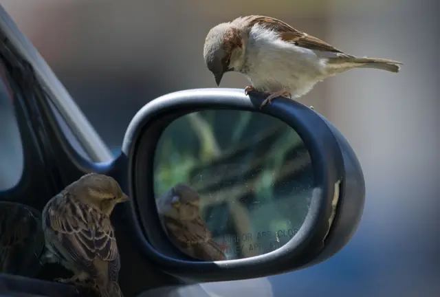 Pájaros mirándose en el retrovisor de un coche.