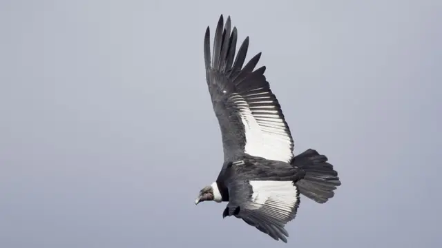 Cóndor hembra con un transmisor GPS