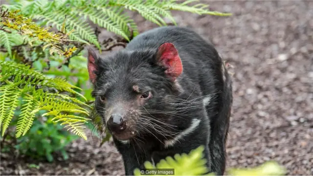 Demônio da Tasmânia