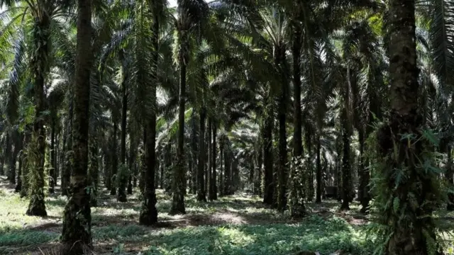 plantaciones de palma africana