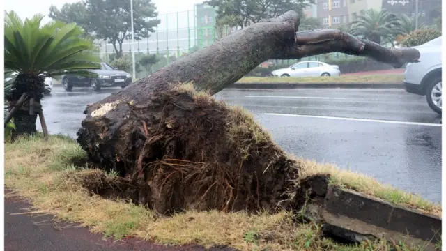 태풍 '바비'의 영향으로 제주시 이도2동 인근 도로 위 뿌리를 드러낸 가로수