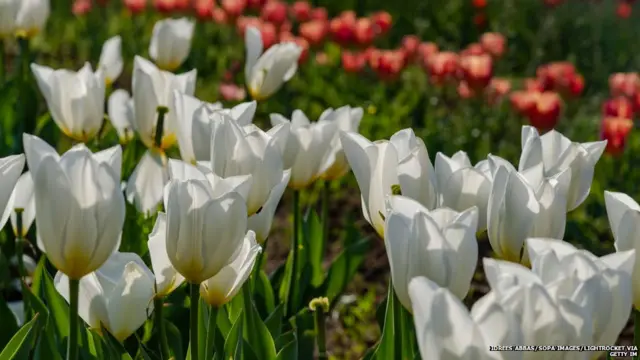 ट्यूलिप गार्डन