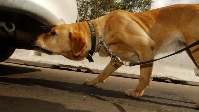 Cachorro antinarcóticos revisa partef12 bet é confiávelbaixof12 bet é confiávelum veículo.