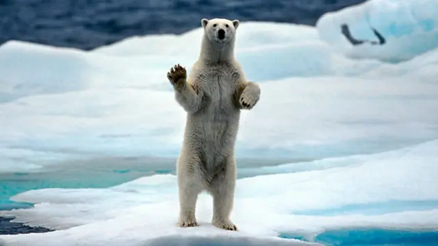 urso polar