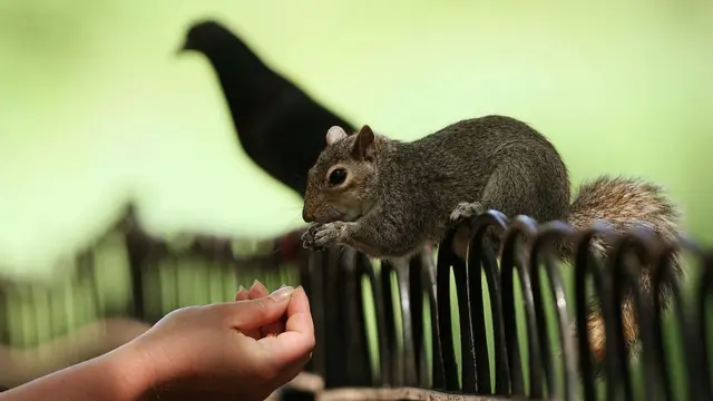 Ardilla gris sobre una cerca.