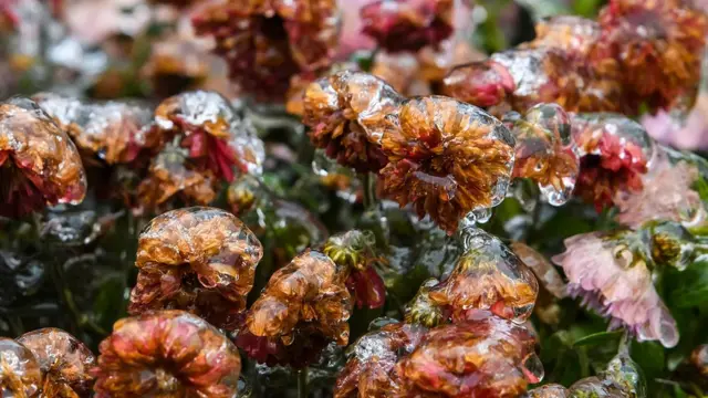 квіти в льоді