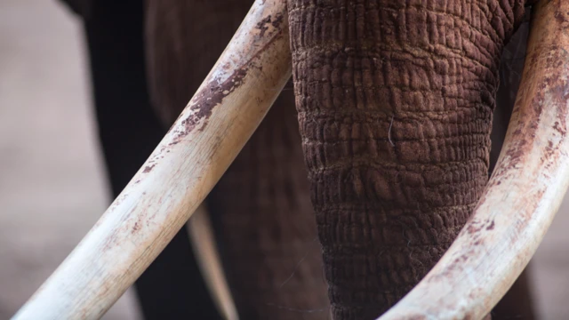 Colmillos de marfil de un elefante
