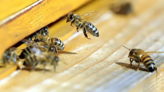 தேனீக்கள்