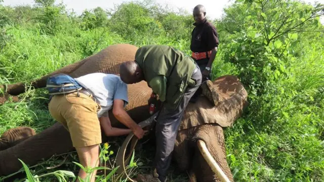 為大象佩戴全球定位頸圈