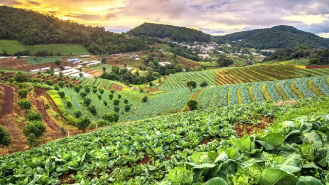 Campo de cultivo en Tailandia