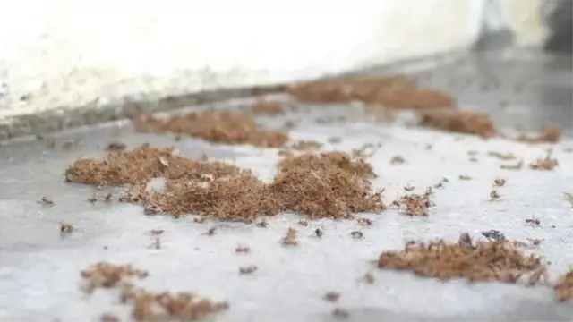 எறும்பு