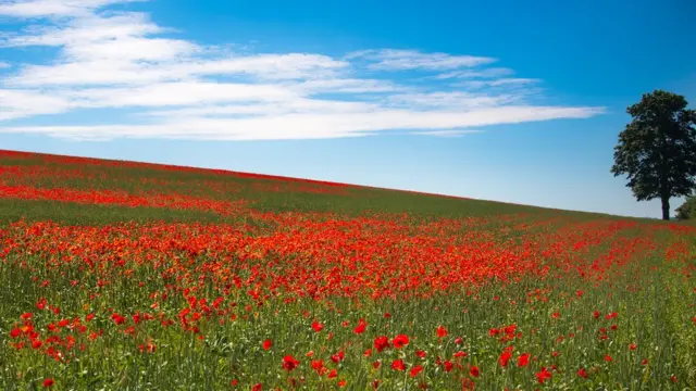 Поле маков в Кенте