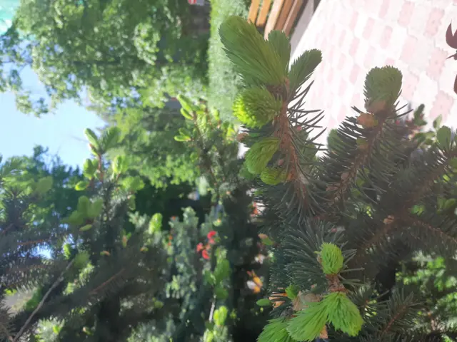 Бишкектеги бүрдөгөн карагай