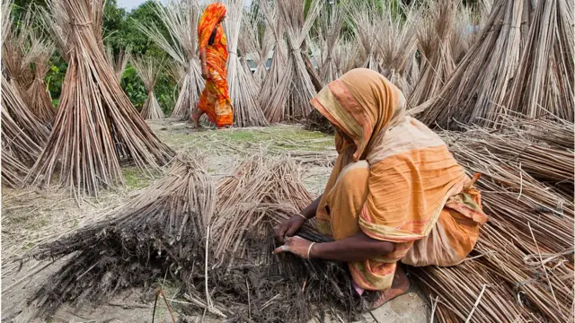 পাটকাঠির ছাই বিদেশেও রপ্তানি হচ্ছে