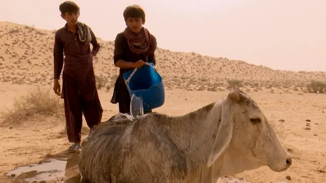 چولستان مویشی