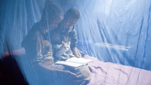 Two people reading inside a mosquito net with a cat