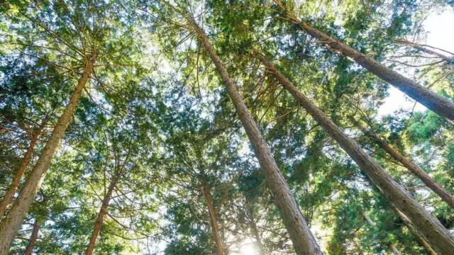 أشجار يابانية عتيقة "تتنبأ" بالمستقبل