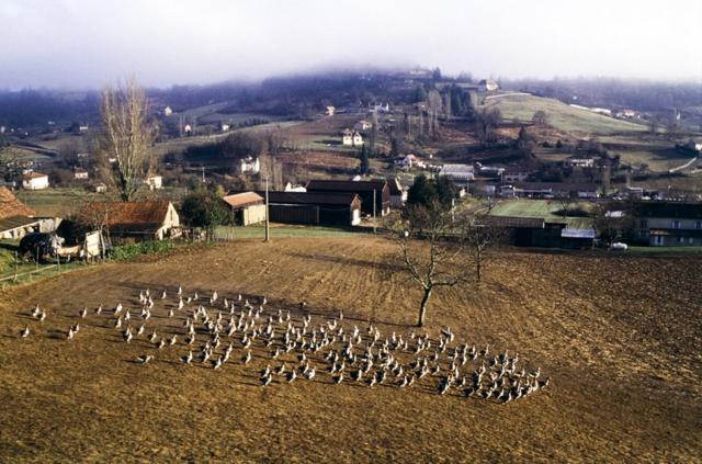 Elevage d'oies à Sarlat-la-Canéda, en Dordogne, France. (Photo by François DUCASSE/Gamma-Rapho via Getty Images)