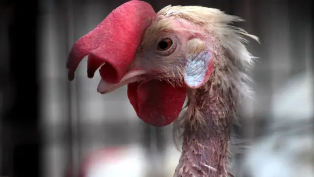 પ્રતીકાત્મક તસવીર