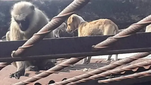 સમગ્ર ગામમાં ભયનું વાતાવરણ સર્જાયું હતું. તેથી ગ્રામ પંચાયતે આ બાબતે વન વિભાગને ફરિયાદ કરીને તેમની મદદ માગવાનો નિર્ણય કર્યો અને તે મુજબની કાર્યવાહી શરૂ થઈ