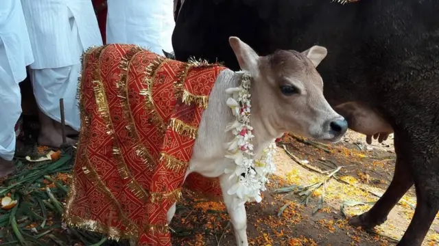 गाय