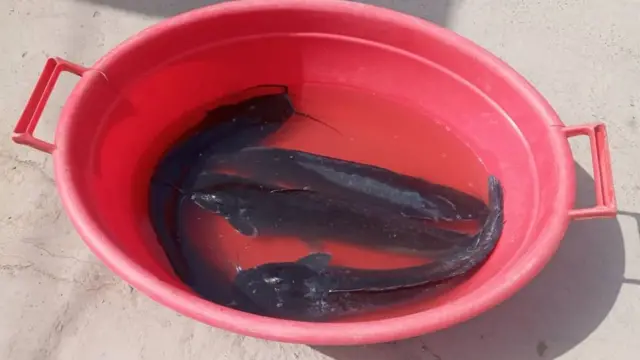 Тирик балиқ