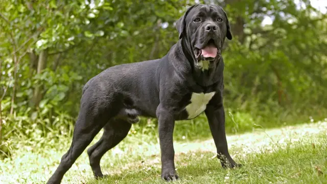 केन कोरसो कुत्ते