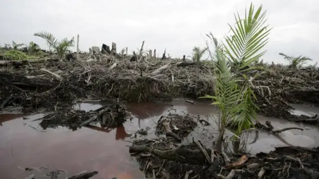 sawit, minyak sawit, minyak kelapa sawit, CPO, minyak sayur, biodiesel, biomass