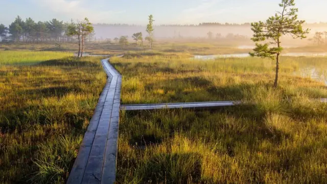 Tierra de turbas en el suroeste de Estonia