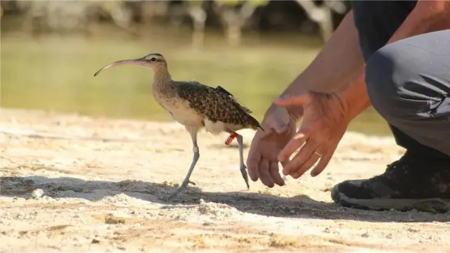 કિવી કુઆકા પ્રોજેક્ટ પક્ષીઓને જીપીએસ ટ્રેકર્સ સાથે ફિટ કરે છે જેથી તેઓ કુદરતી જોખમોને કેવી રીતે પ્રતિભાવ આપે તે જોઈ શકાય