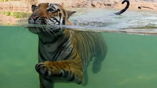 விலங்குகள் கொரோனா