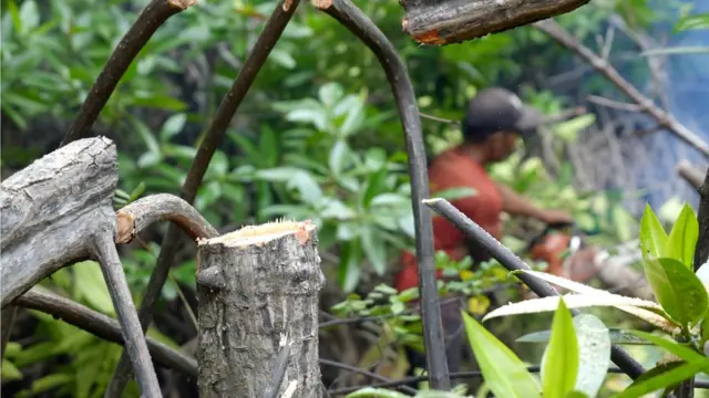 Pohon bakau yang ditebang untuk dijadikan arang.