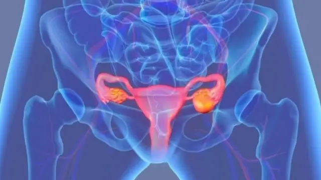 గర్భాశయం