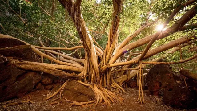 '페른 풀' 근처의 거대한 무화과 나무와 데일 협곡