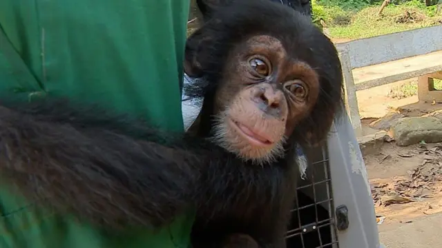 A baby chimp who was rescued and given a new home