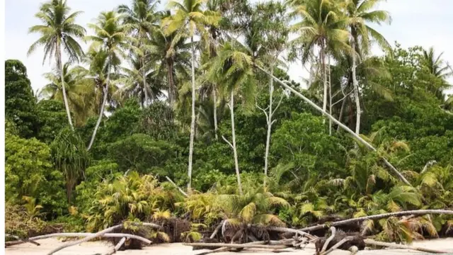 L'océan a gagné du terrain et certains arbres n'ont plus d'endroit où ancrer leurs racines.