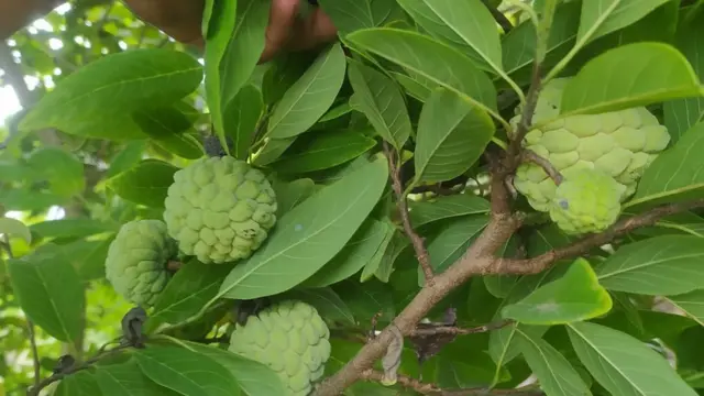 শরিফা ফল