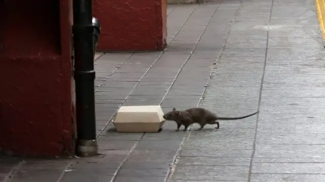 শহরে বেশি মানুষের বাস মানে ইঁদুরের জন্য বেশি খাবার ও বাসস্থান।