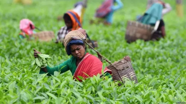 चाय बग़ान