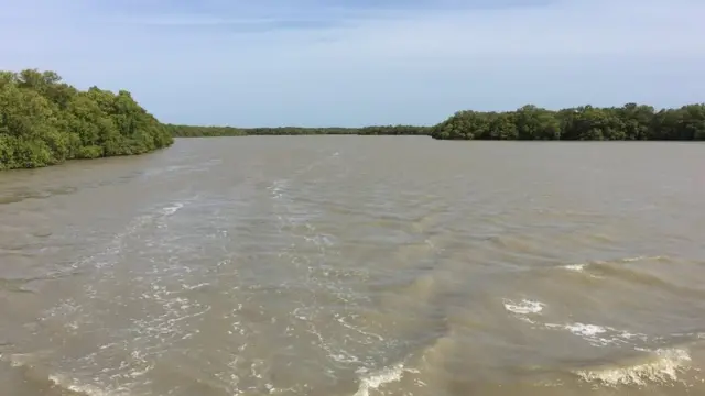 அலையாத்தி காடுகள்