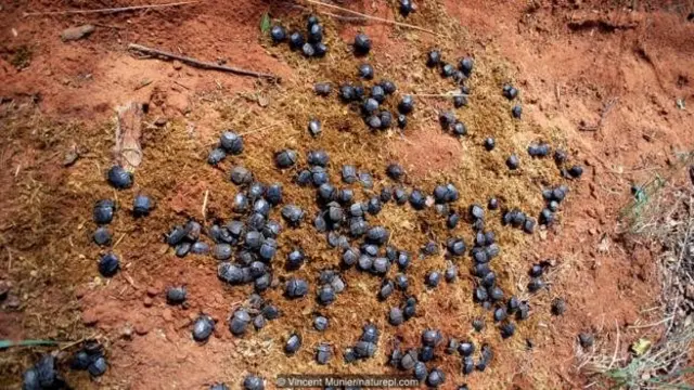 سرگین غلتان‌ها برای دستیابی به مدفوع باید با هم رقابت کنند