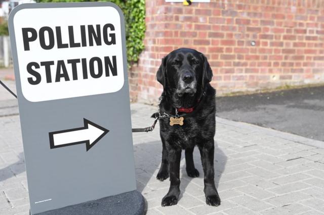 A dog stands next to a polling station sign in London