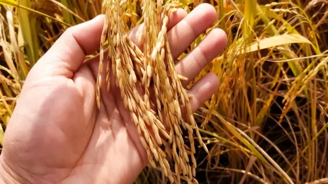 বিভিন্ন জাতের ধান থেকে পলিশ করার মাধ্যমে মিনিকেট ও নাজিরশাইল চাল তৈরি করা হয়