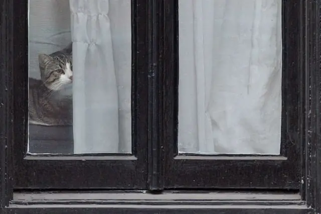 Кіт Ассанжа