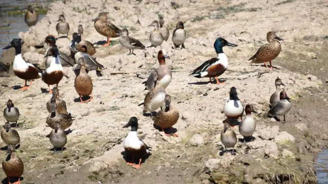 بطخ، مہرانو