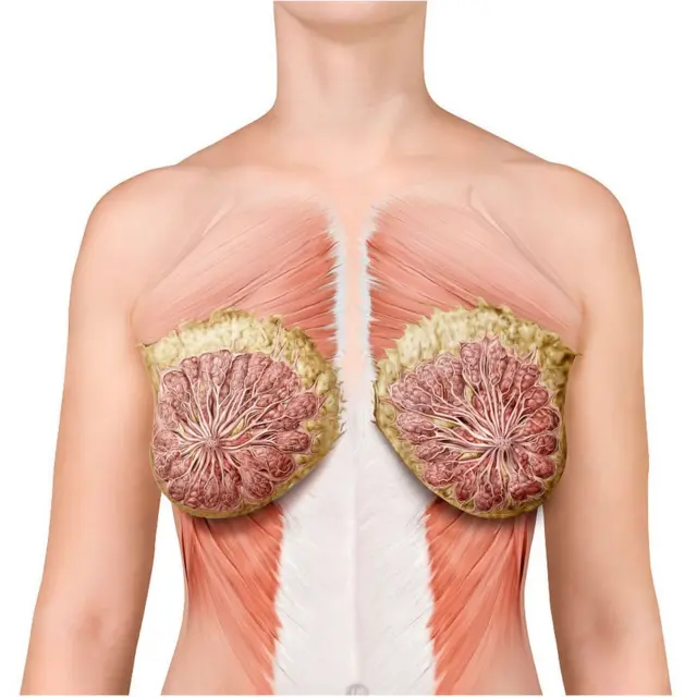 తల్లిపాలు, రొమ్ముల ఊహా చిత్రం